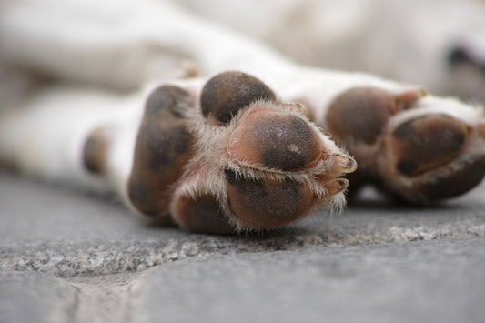 How To Cut Large Dogs Nails