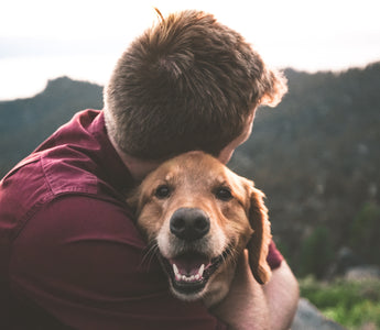 Creating a Senior-Friendly Home Environment for Your Dog