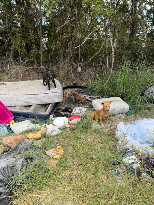 Family of Dogs Rescued From a Life in Trash