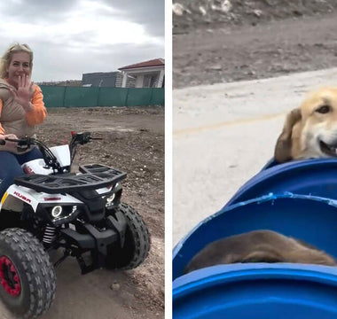 Woman Builds 'Dog Train' To Take Disabled Rescue Pups On Little Adventures