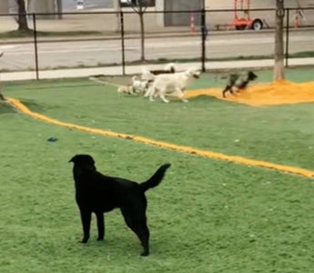 Disabled Dog Left Out Until One Dog Took a Chance on Her