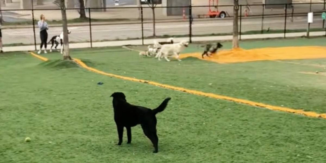 Disabled Dog Left Out Until One Dog Took a Chance on Her