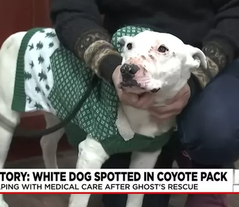 Dog Raised By Coyotes Soon To Be Adopted