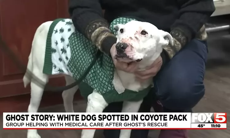 Dog Raised By Coyotes Soon To Be Adopted