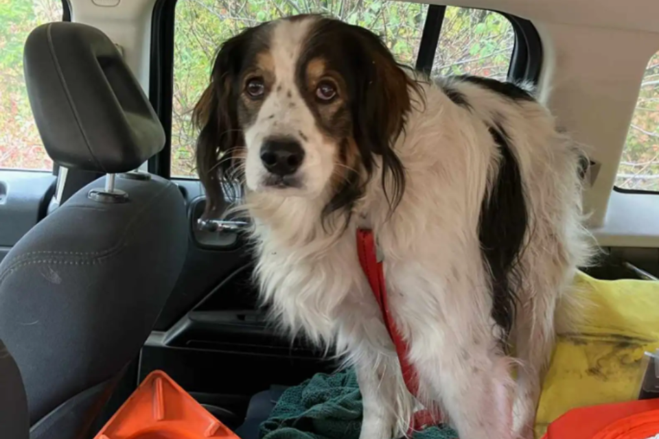 Heroic Dog Searches for Help to Save Their Owner