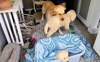 Golden Replaces His Favorite Toy with a New Best Friend