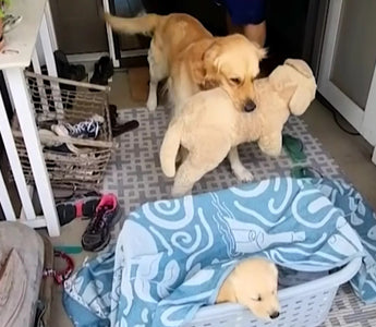 Golden Replaces His Favorite Toy with a New Best Friend
