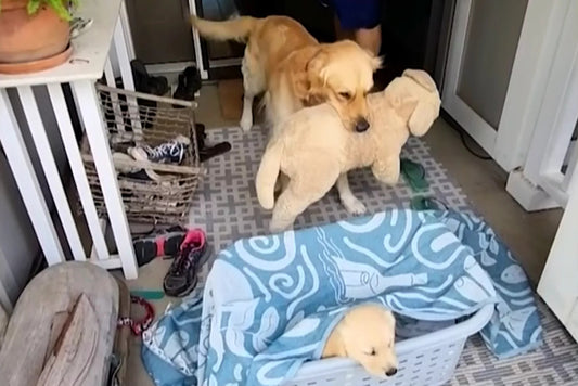 Golden Replaces His Favorite Toy with a New Best Friend