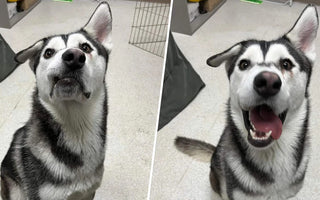 Longtime Shelter Dog With Lopsided Face Gains A Family