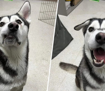 Longtime Shelter Dog With Lopsided Face Gains A Family