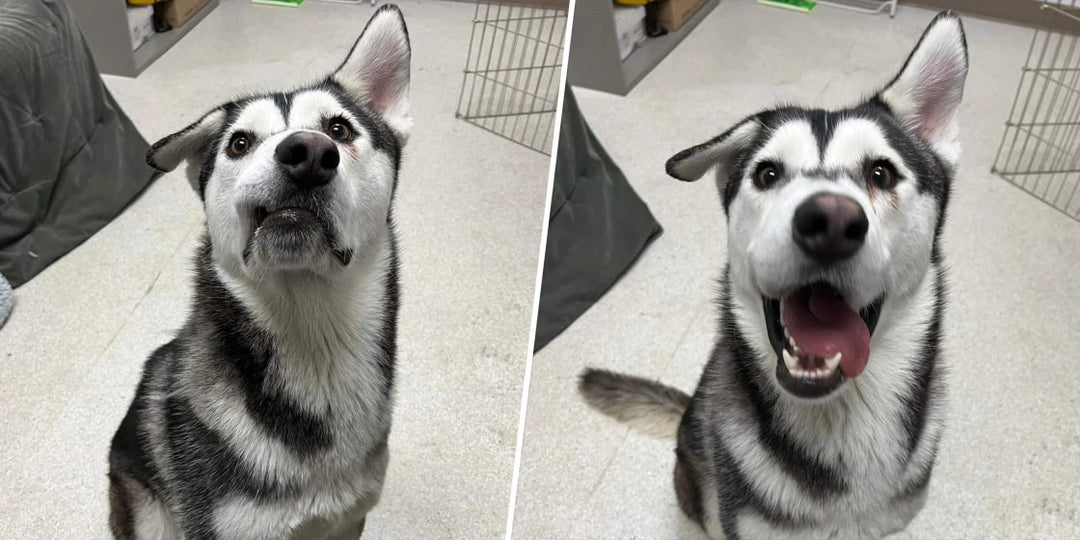 Longtime Shelter Dog With Lopsided Face Gains A Family