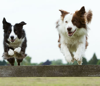 How to Keep Your Dog Healthy in 5 Easy Ways