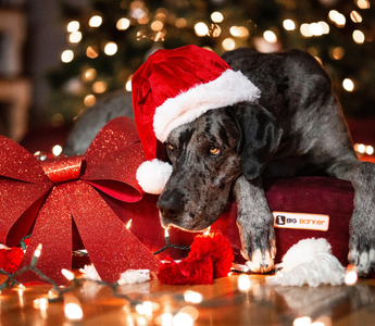 a dog surrounded by holiday decorations on a barker bed