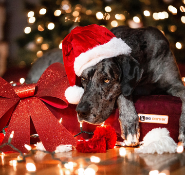 a dog surrounded by holiday decorations on a barker bed