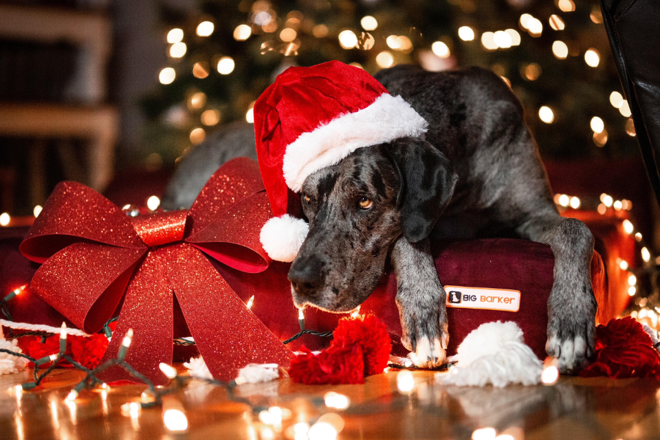 a dog surrounded by holiday decorations on a barker bed