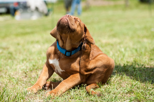 Hot Spots on Dogs: Understanding, Preventing, and Treating