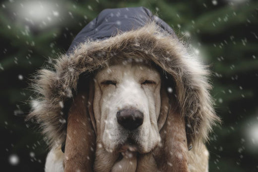 dog in winter coat