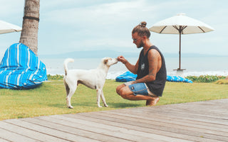 How Do You Give CBD Oil to Dogs?
