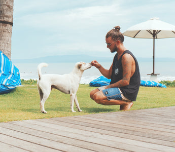 How Do You Give CBD Oil to Dogs?