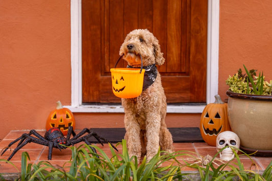 Howl-O-Ween Safety Tips for Dogs