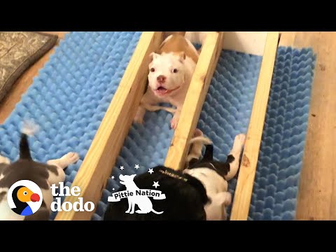 Meet the Pittie Puppy Who Smiles Through Every Setback He Encounters