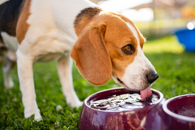 5 Ways to Keep Your Dog Hydrated