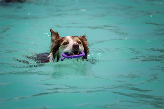 Is Hydrotherapy good for a dog with arthritis?