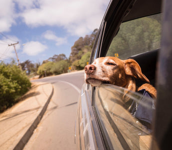 Tips and Tricks on Traveling Safely with Your Dog!