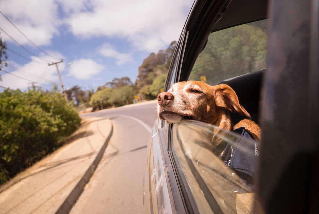 Tips and Tricks on Traveling Safely with Your Dog!