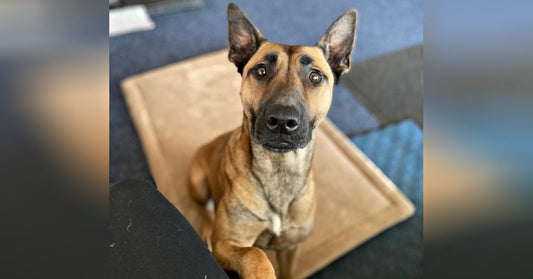 Meet the Incredible Shelter Dog who is now a K-9 Officer in New York
