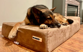 Paws of Honor: K9 Abram