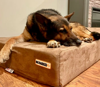 Paws of Honor: K9 Abram