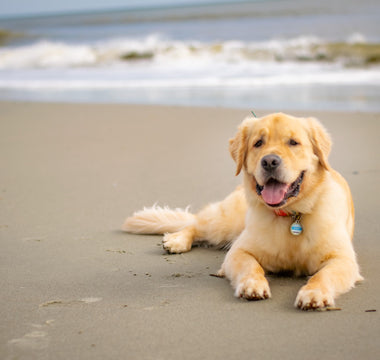 Celebrate International Assistance Dog Week with Forest and Ashton