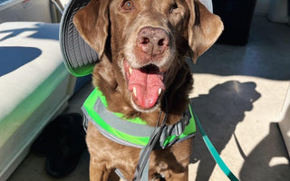 Paws of Honor: K9 Maggie