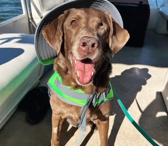 Paws of Honor: K9 Maggie