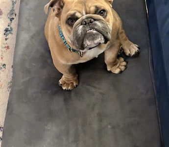 Norm's Journey: From Puppy Mill to Hopeful Recovery