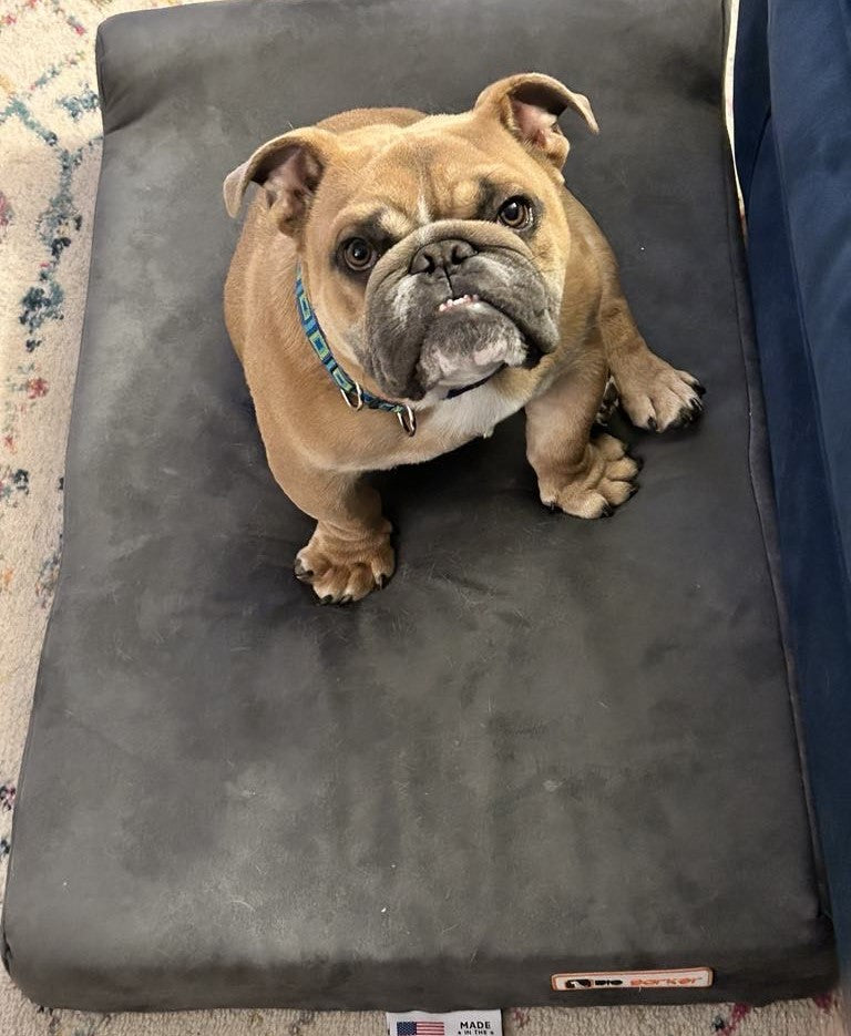 Norm's Journey: From Puppy Mill to Hopeful Recovery