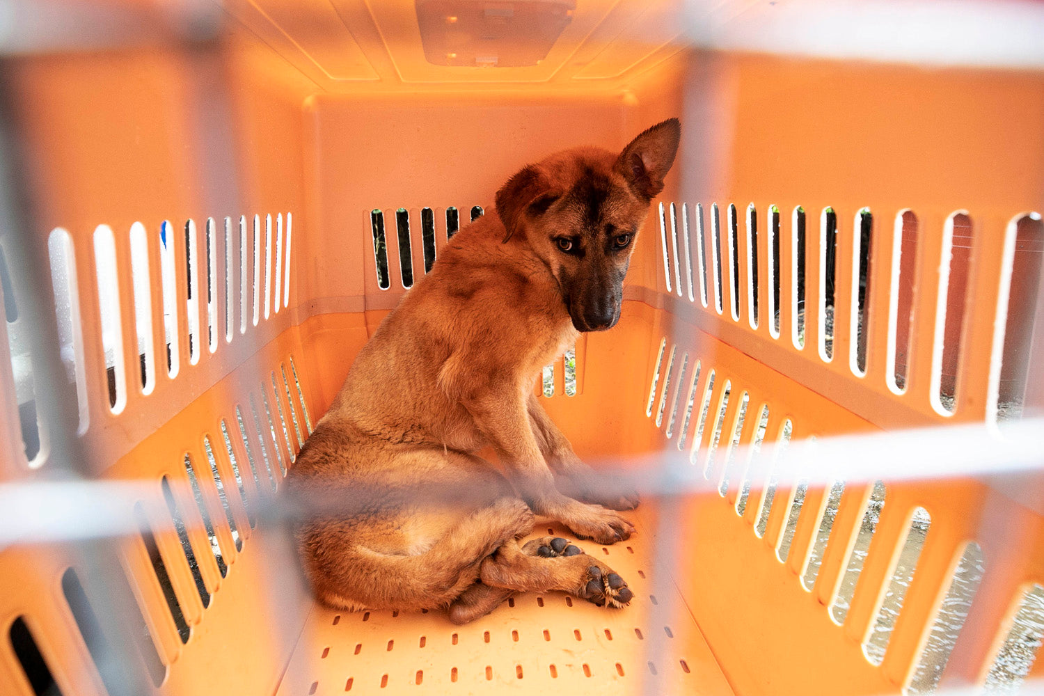 21 Dogs Saved From Dog Meat Farm Big Barker 21-dogs-saved-from-dog-meat-farm-big-barker