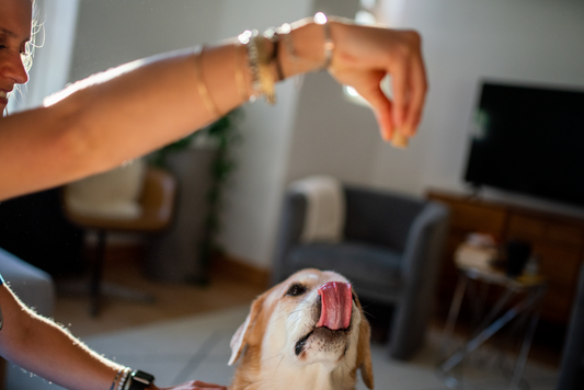 Revolutionizing Joint Health for Dogs: The Jope Difference