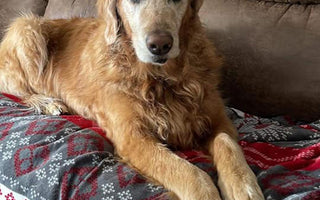 Dog Saves Dog After Lab Alerts Owner to Golden Retriever Trapped in Sinkhole