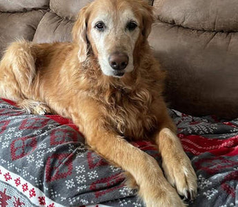 Dog Saves Dog After Lab Alerts Owner to Golden Retriever Trapped in Sinkhole