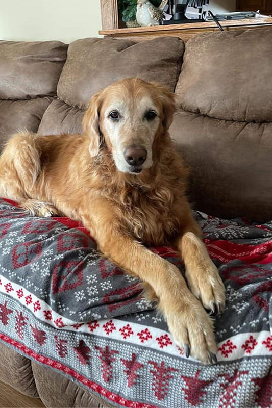 Dog Saves Dog After Lab Alerts Owner to Golden Retriever Trapped in Sinkhole