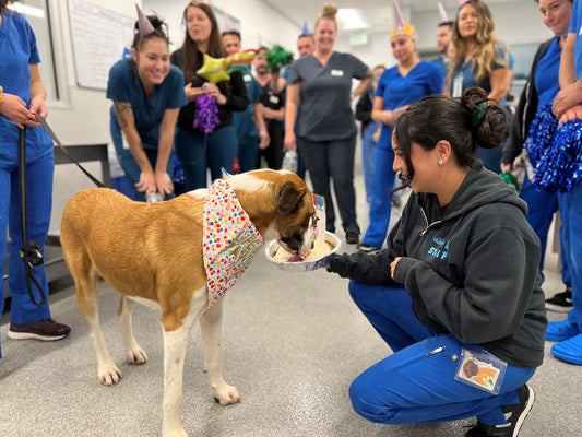 San Diego Rescue Dog Gets 'Pawty' to Celebrate One Year Cancer-Free