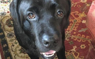Loyal Dog Helps Rescuers Locate Missing Owner in Texas