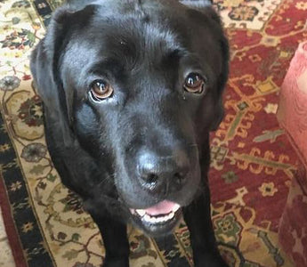 Loyal Dog Helps Rescuers Locate Missing Owner in Texas