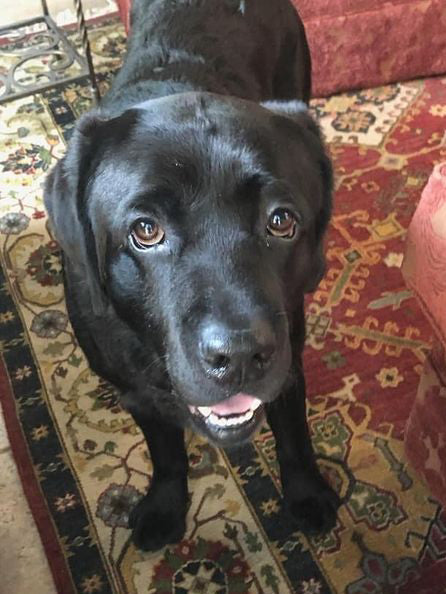 Loyal Dog Helps Rescuers Locate Missing Owner in Texas