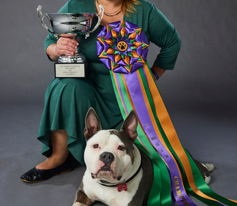 Capone the Pit Bull Wins at the 2022 American Rescue Dog Show