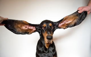 Have You Heard The News? Lou Certainly Has... 