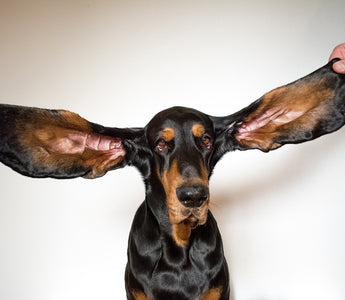 Have You Heard The News? Lou Certainly Has... 