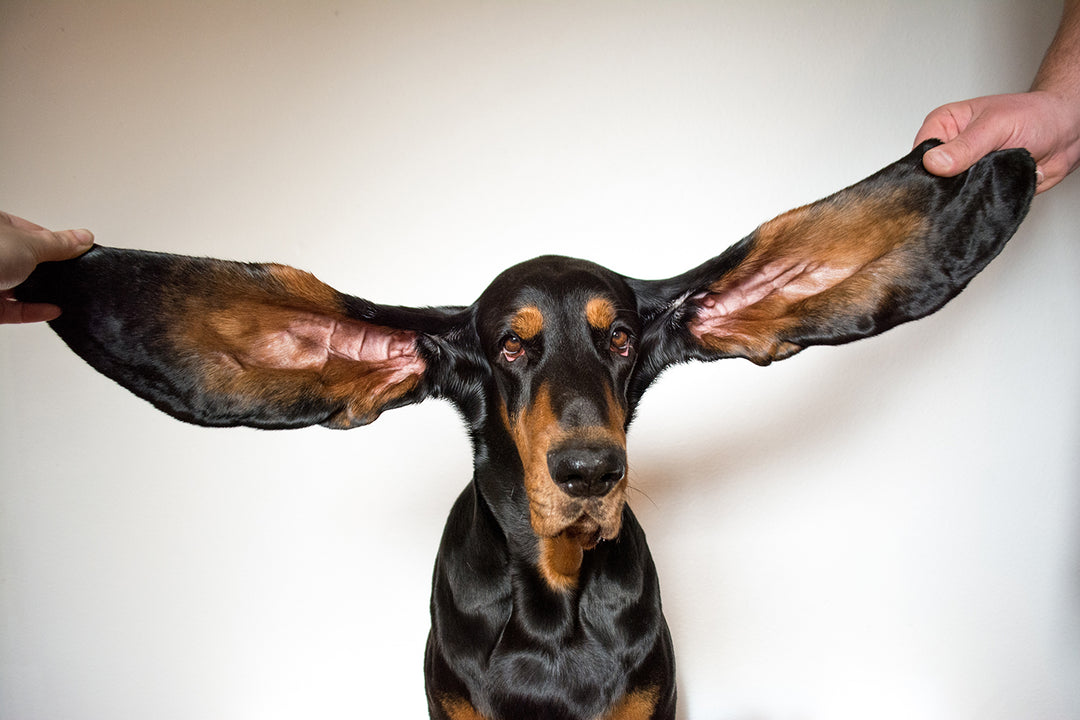 Have You Heard The News? Lou Certainly Has... 